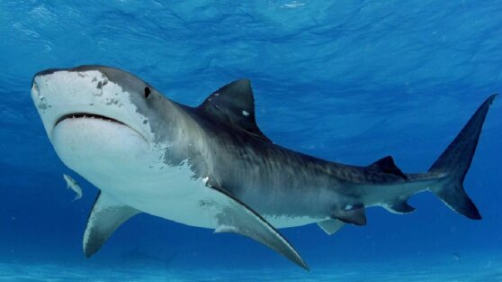 Акула откусила руку девушке во время купания