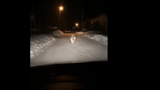 Держащие в страхе российскую деревню волки попали на видео