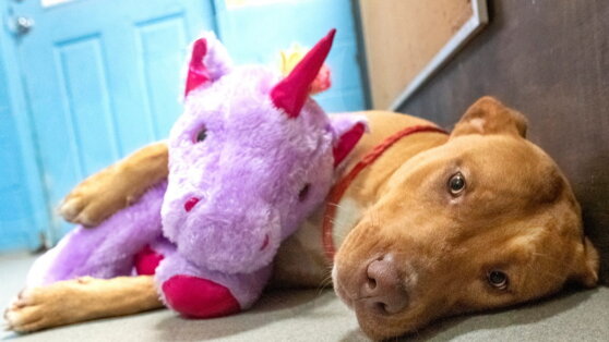 В США полицейский купил бездомному псу вожделенную игрушку