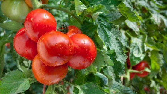 «Фильм ужасов»: гусеница заглушает «крик» растений о помощи