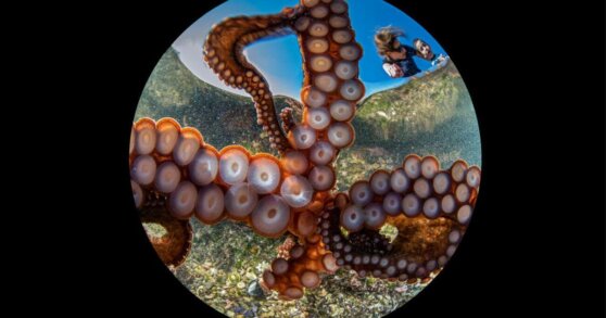 Осьминог сделал селфи с семьей фотографа