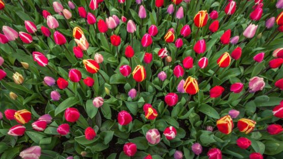 В Москве курсанты МВД провели весенний музыкальный флешмоб