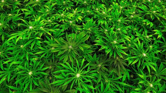 Мексика легализует выращивание и употребление марихуаны