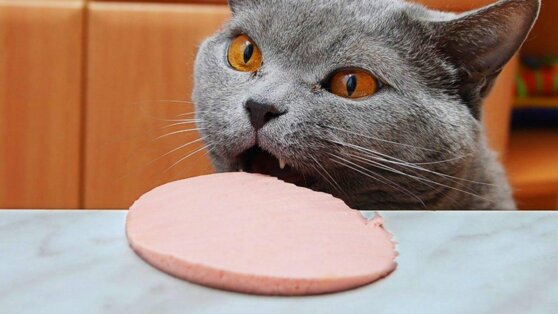 Немецкая полиция спустя 9 лет нашла вора по куску колбасы