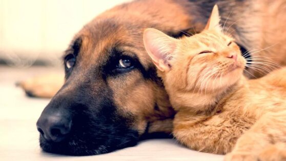 Домашние животные полезны для здоровья человека