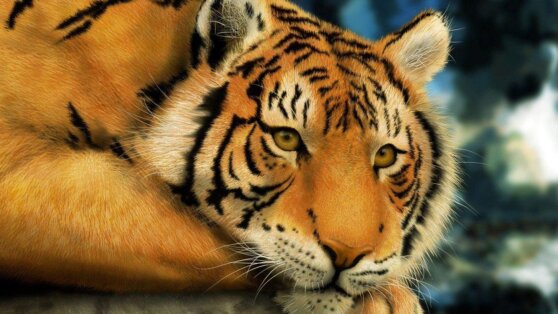 В Индии тигр не смог поймать обезьянку