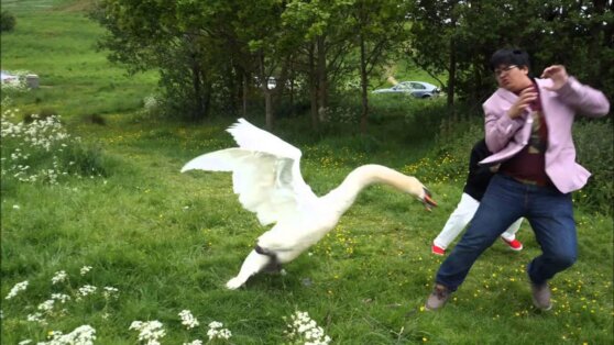 Лебедь терроризирует дома, постоянно стуча в двери