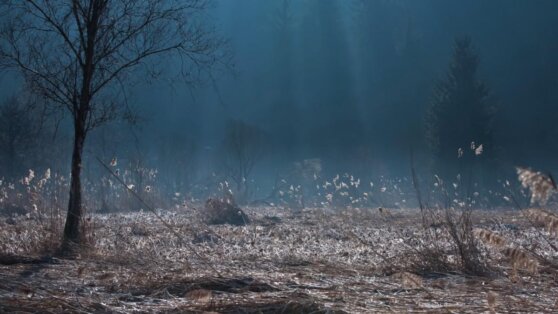 Опубликован трейлер нового хоррора «В земле» Бена Уитли