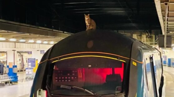 Кошка на два часа задержала отправление скоростного поезда
