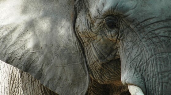 Взбесившийся слон растоптал 10 человек во время обряда