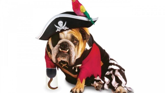 Собаки не следят за модой: названы бесполезные аксессуары