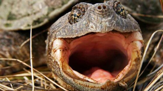 Черепаха влетела в машину, ударив женщину по голове