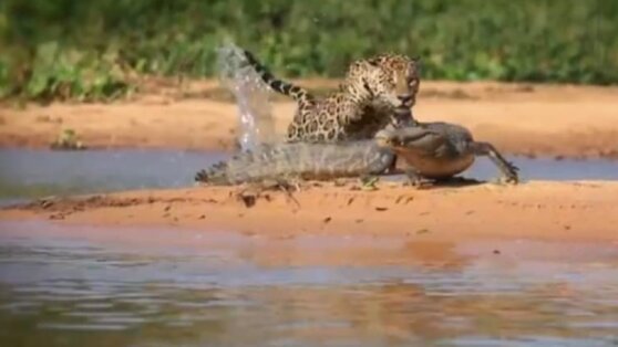 Крокодил испортил гепарду водопой и попал на видео