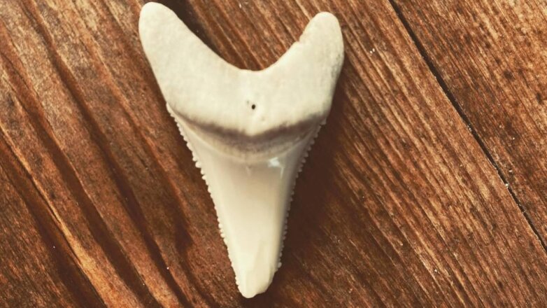 зуб акулы