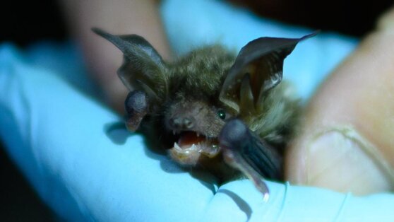 Самолет Air India не долетел до США из-за летучей мыши