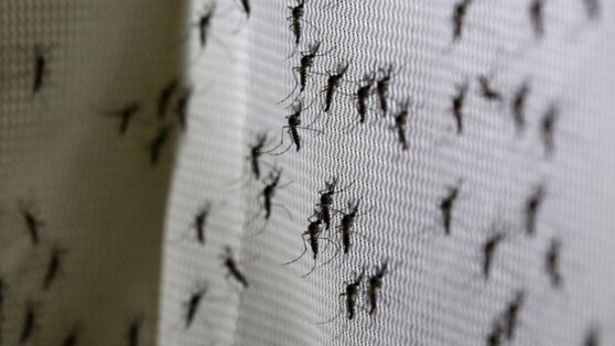 Первую партию генномодифицированных комаров выпустили на свободу