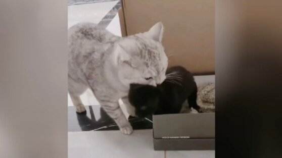 Забавная попытка кошки украсть щенка попала на видео
