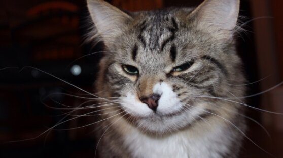 Пропавший кот вернулся к хозяевам через 11 лет