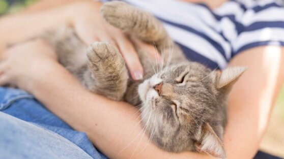 Ученые выяснили, как привлечь внимание кошки