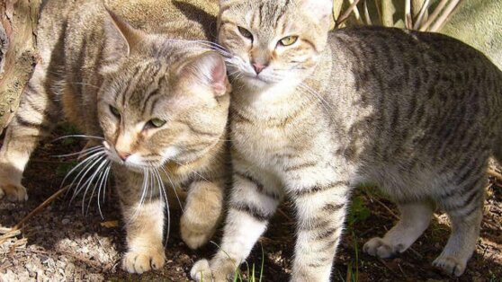 Сбежавшая кошка вызвала переполох в средней школе