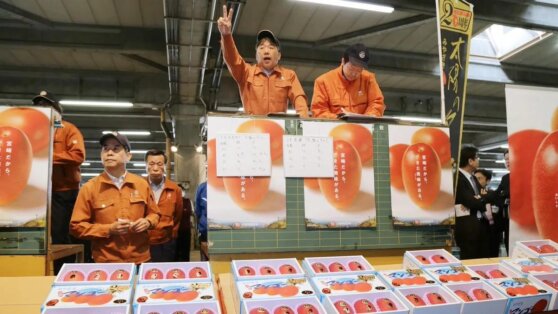 Фермер из Индии случайно вырастил самое дорогое манго в мире