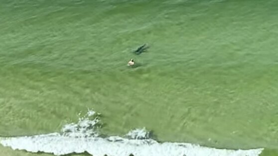 Рыба спряталась от акулы за мужчиной и попала на видео