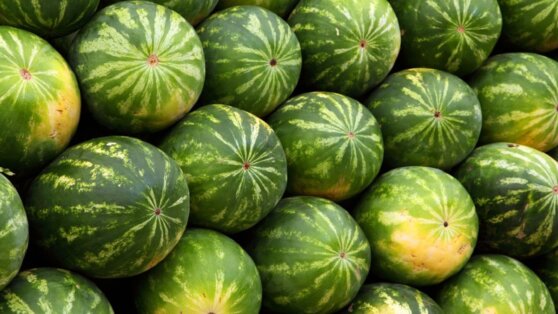 Три главных признака зрелого арбуза