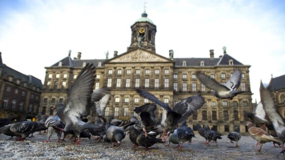 Студент покормил голубя и заплатил штраф 15 тыс. рублей за «выброс мусора»