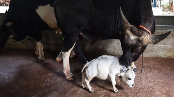 В Бангладеш появилась самая крохотная в мире корова