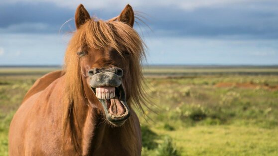 Мужчина изводил соседей конским ржанием и получил срок