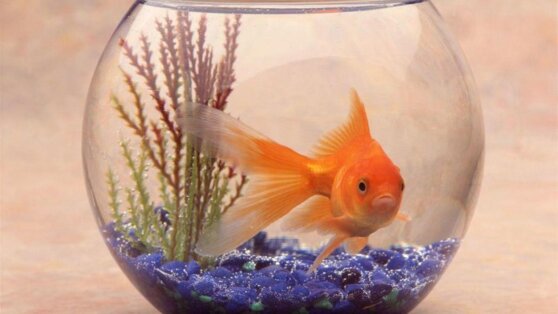 В Миннесоте выловили золотых рыбок чудовищных размеров В Миннесоте выловили золотых рыбок чудовищных размеров