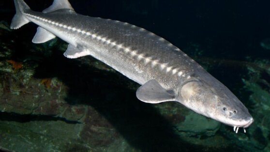 Рыбаки сняли на видео выпрыгнувшего из воды гигантского осетра