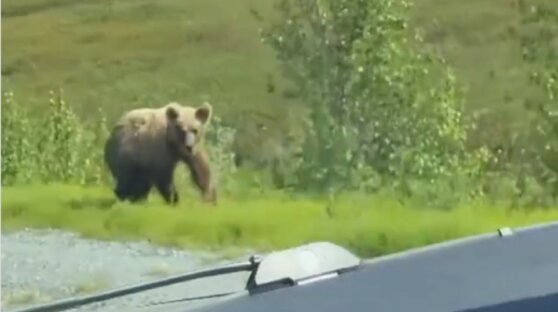Супруги несколько дней спасались на дереве от медведя Супруги несколько дней спасались на дереве от медведя