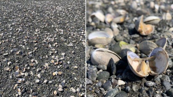 Из-за аномальной жары в США моллюски «поджарились» прямо на пляже