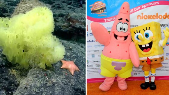 Ученые нашли реальную версию Губки Боба на дне Атлантического океана