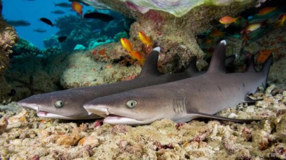 Британец во время заплыва «насладился» общением с акулами