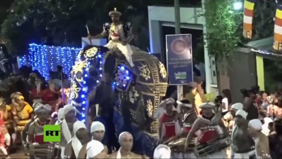 Шри-Ланка запретила гражданам ездить на слонах в пьяном виде