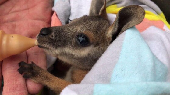 Кенгуренок запрыгнул в карман мужчины в костюме кенгуру