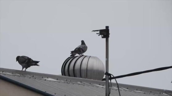 Голуби терроризируют спутниковые тарелки Илона Маска