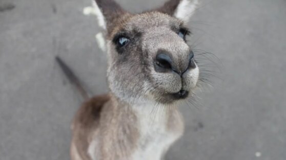 Кенгуру устроили поединок во дворе дома и попали на видео