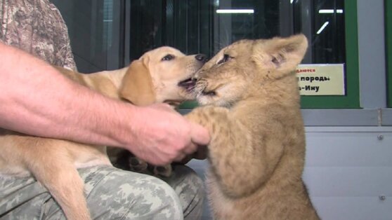 Львенок в российском питомнике подружился с щенком лабрадора