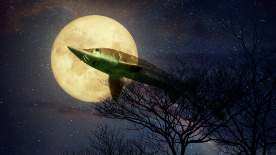 Чего ждать от «осетрового полнолуния» 22 августа, раскрыли историки