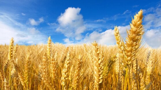 Российские ученые генетически отредактировали пшеницу