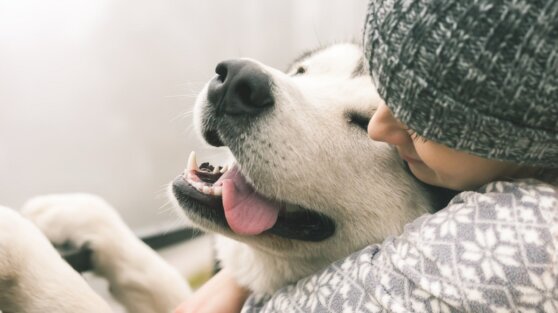 Кинолог объяснил, как определить плохое самочувствие у собаки