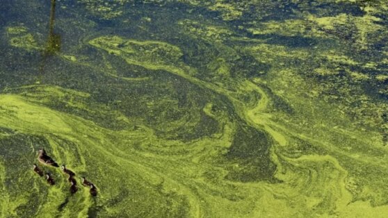 Таинственную гибель семьи туристов объяснили действием ядовитых водорослей