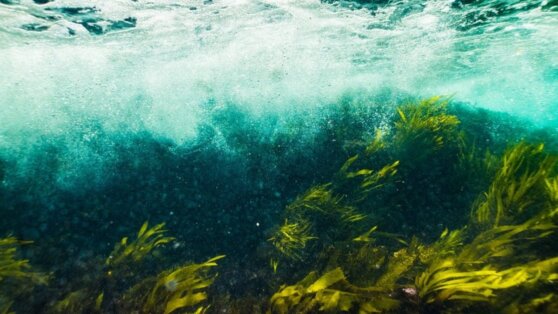 В водорослях нашли вещество, продлевающее жизнь