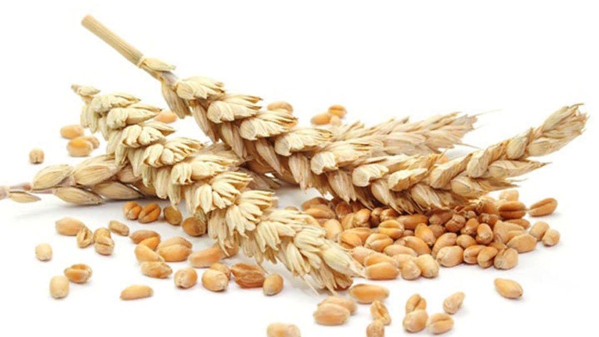 Пшеница (семена, 500 г)