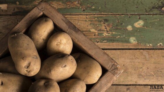 В Беларуси поставили памятник картошке