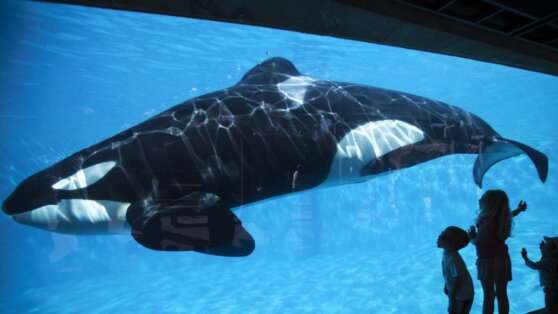 «Самая одинокая косатка в мире» отчаянно бьется о стекло аквариума: видео