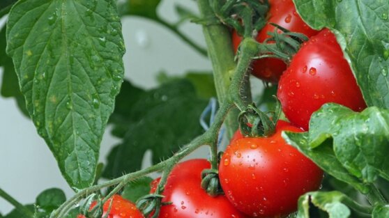 Япония разрешила продавать помидоры с измененным геномом для лечения гипертонии Япония разрешила продавать помидоры с измененным геномом для лечения гипертонии
